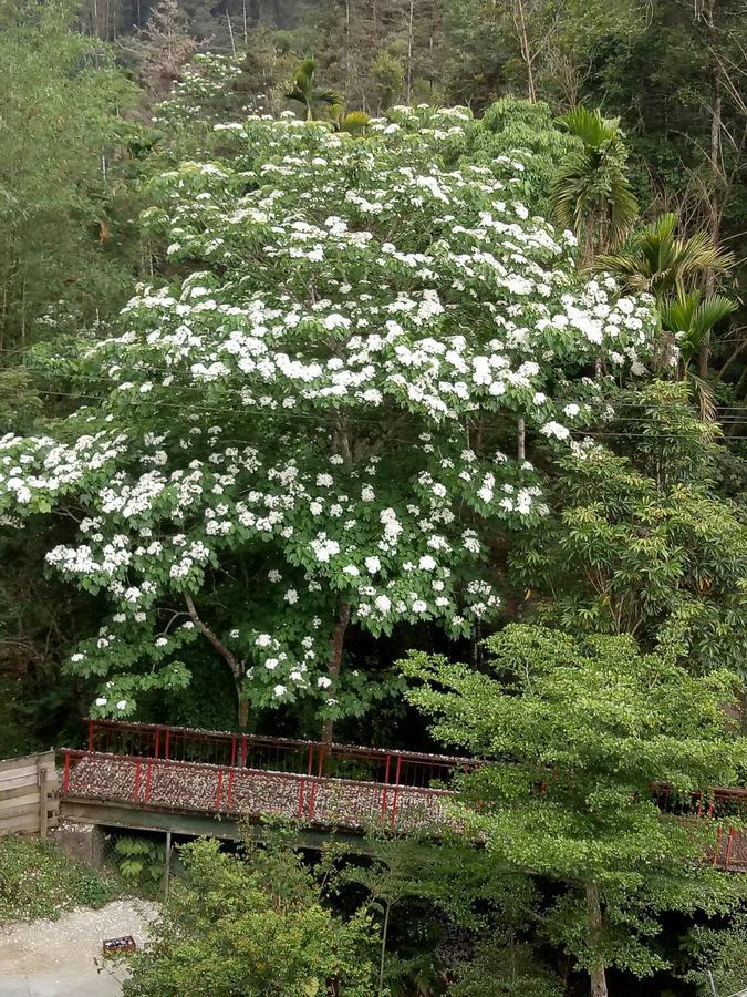 Dingdai Cherry Blossoms Resort Nantou Extérieur photo